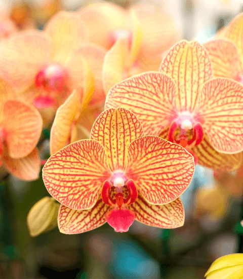 Orangene Orchideenblüten